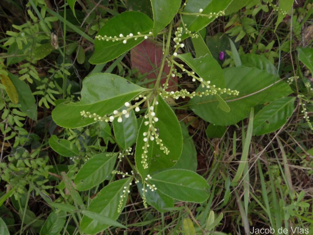 Symplocos acuminata (Blume) Miq.